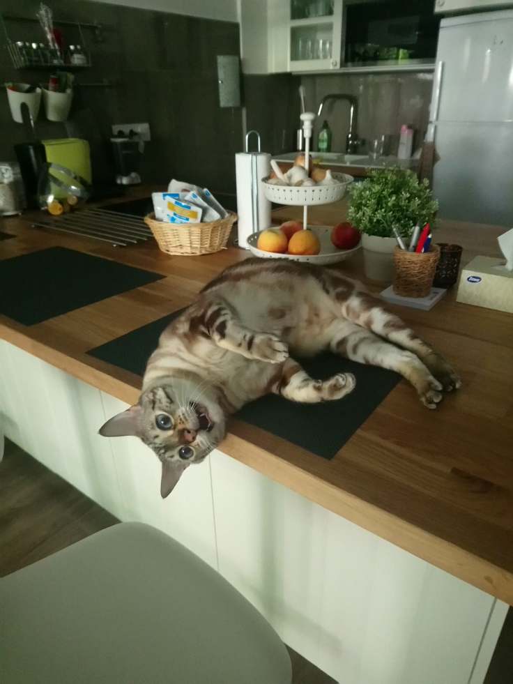 37220786_287161548526472_8420958531192094720_o